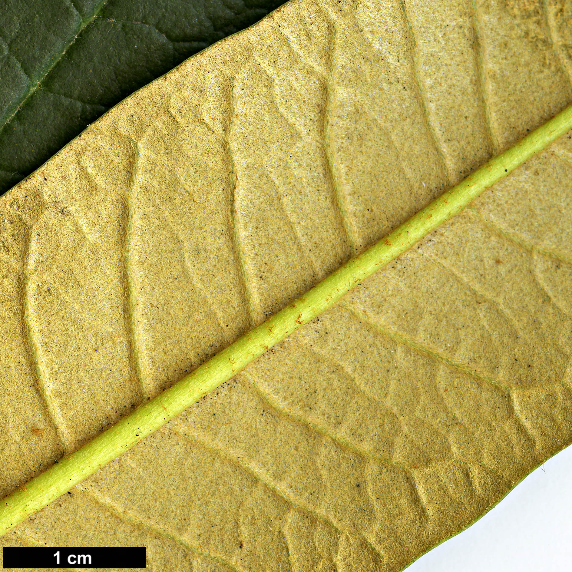 High resolution image: Family: Ericaceae - Genus: Rhododendron - Taxon: arboreum - SpeciesSub: subsp. cinnamomeum Campbelliae Group High resolution image: Family: Ericaceae - Genus: Rhododendron - Taxon: arboreum - SpeciesSub: subsp. cinnamomeum Campbelliae Group